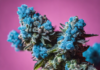 Indulge in the Calming Effects of Blue Nerds Strain
