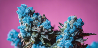 Indulge in the Calming Effects of Blue Nerds Strain