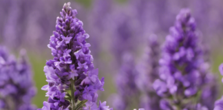 Unlocking the Power of Linalool Terpene Effects