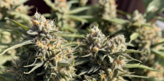 Unveiling the Potent Skunkberry Strain